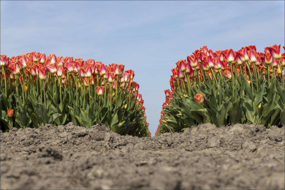 fotografie bloembollenteelt