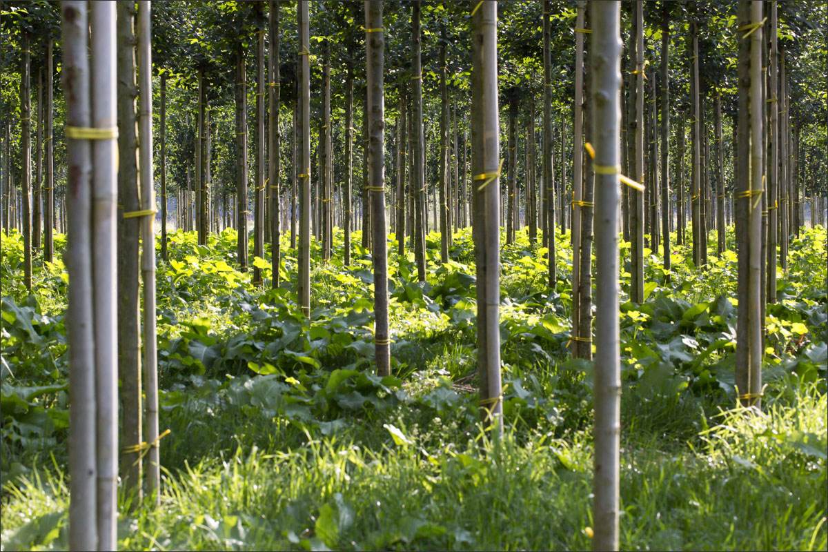 fotografie boomkwekerij