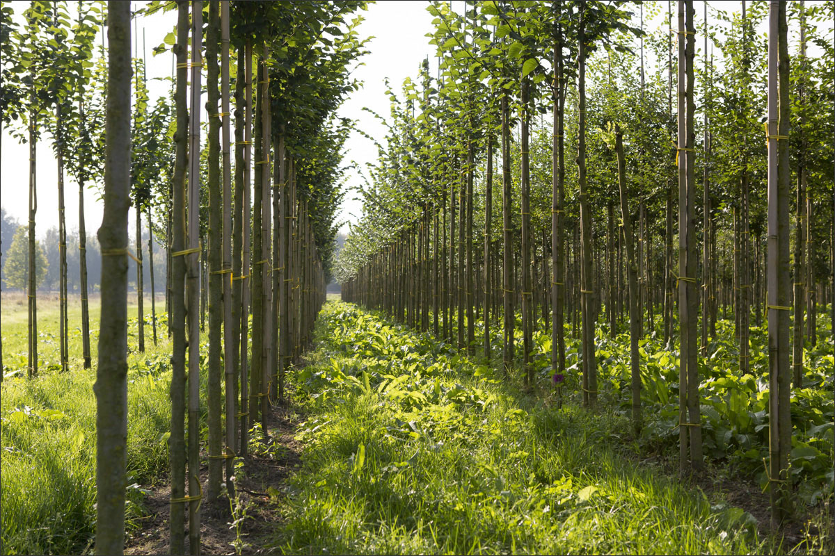 fotografie boomkwekerij