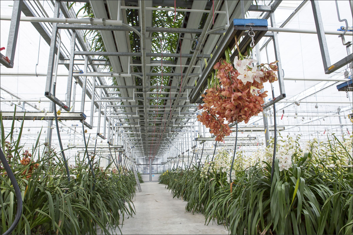 fotografie glastuinbouw