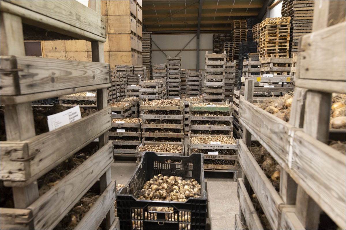 fotografie biologische bloembollenteelt