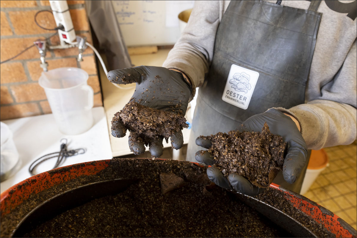 fotografie oesterzwamkwekerij