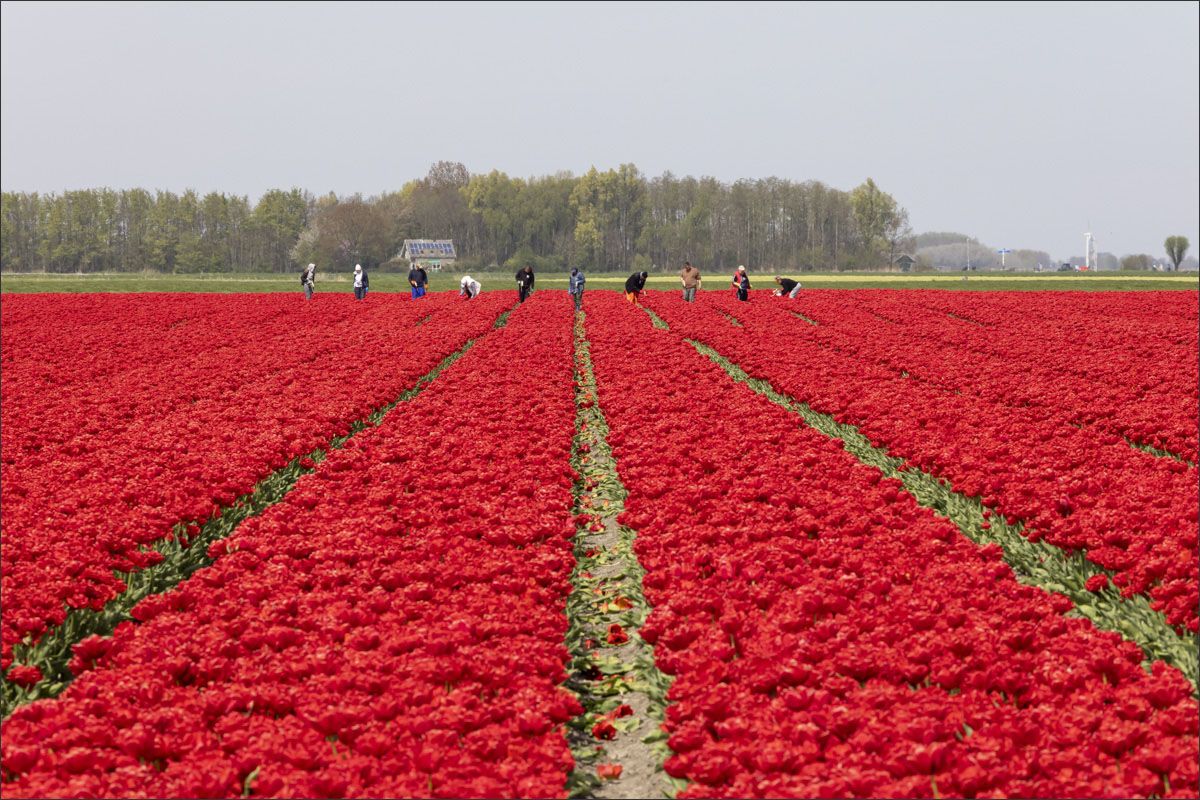 fotografie bloembollenteelt