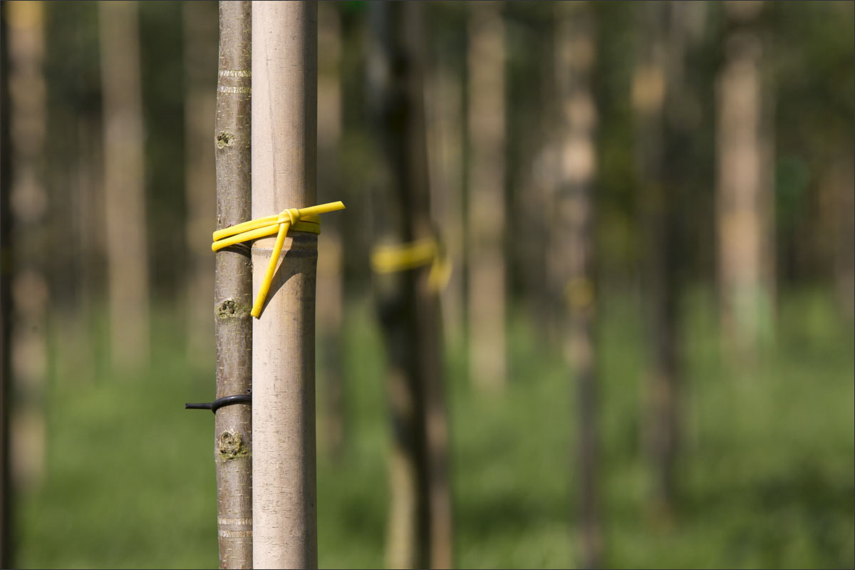 fotografie boomkwekerij