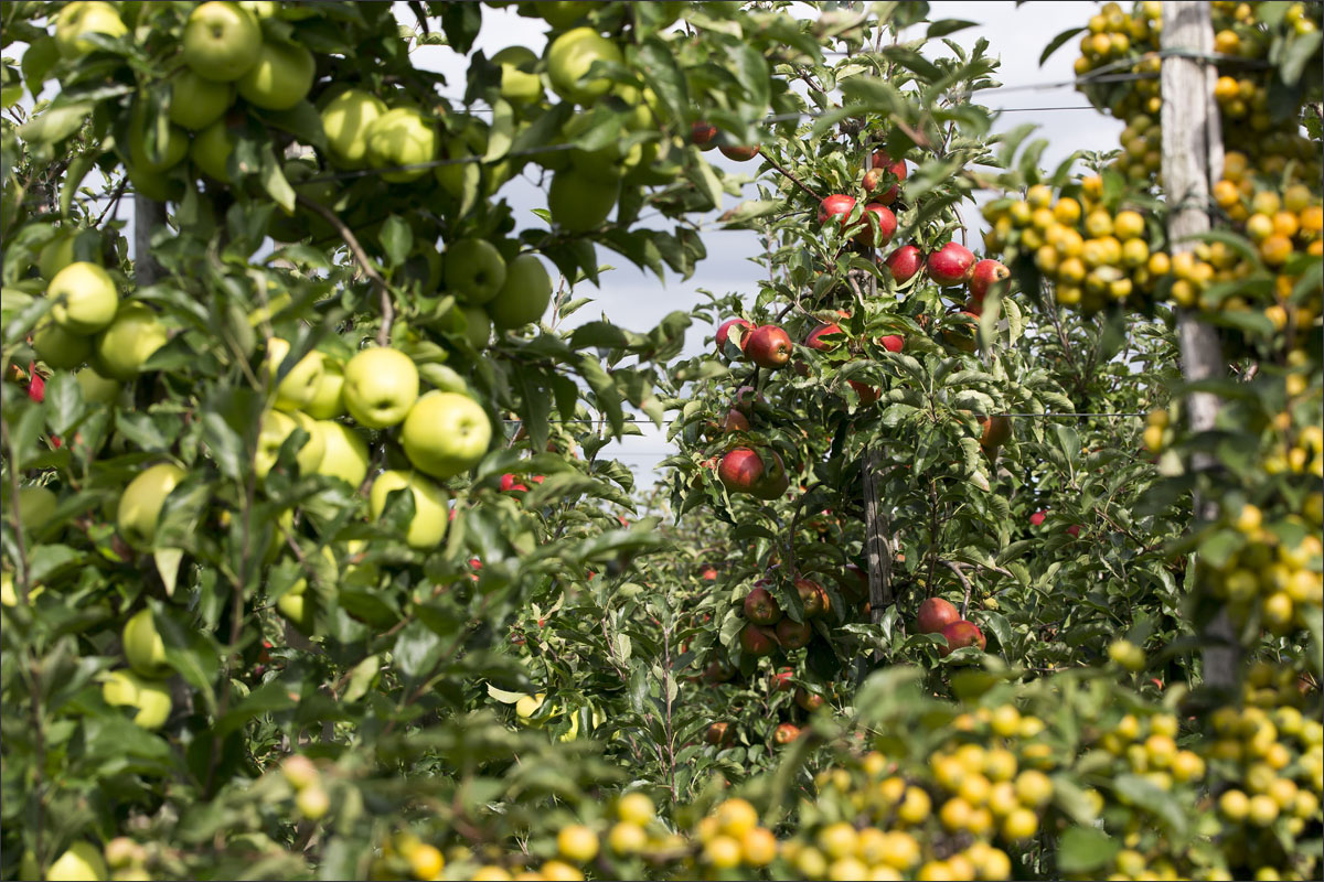 fotografie fruitteelt