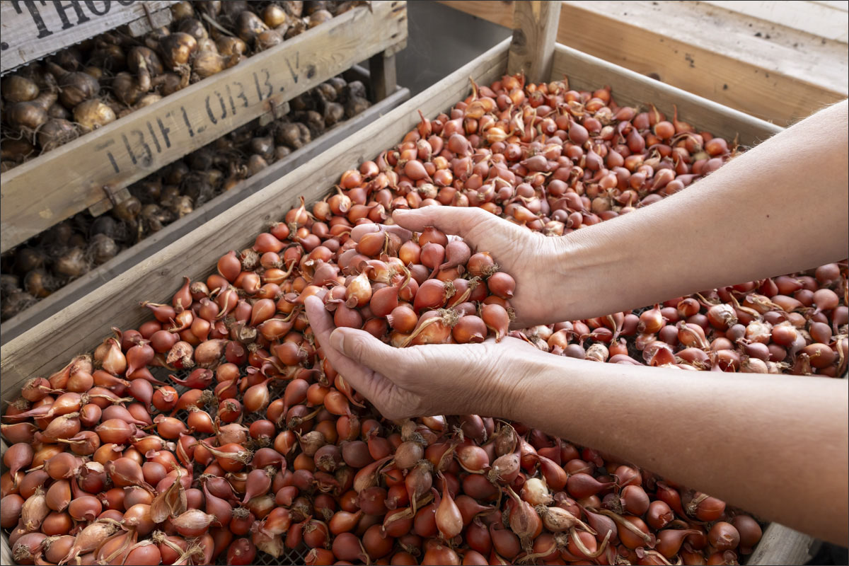 fotografie biologische bloembollenteelt