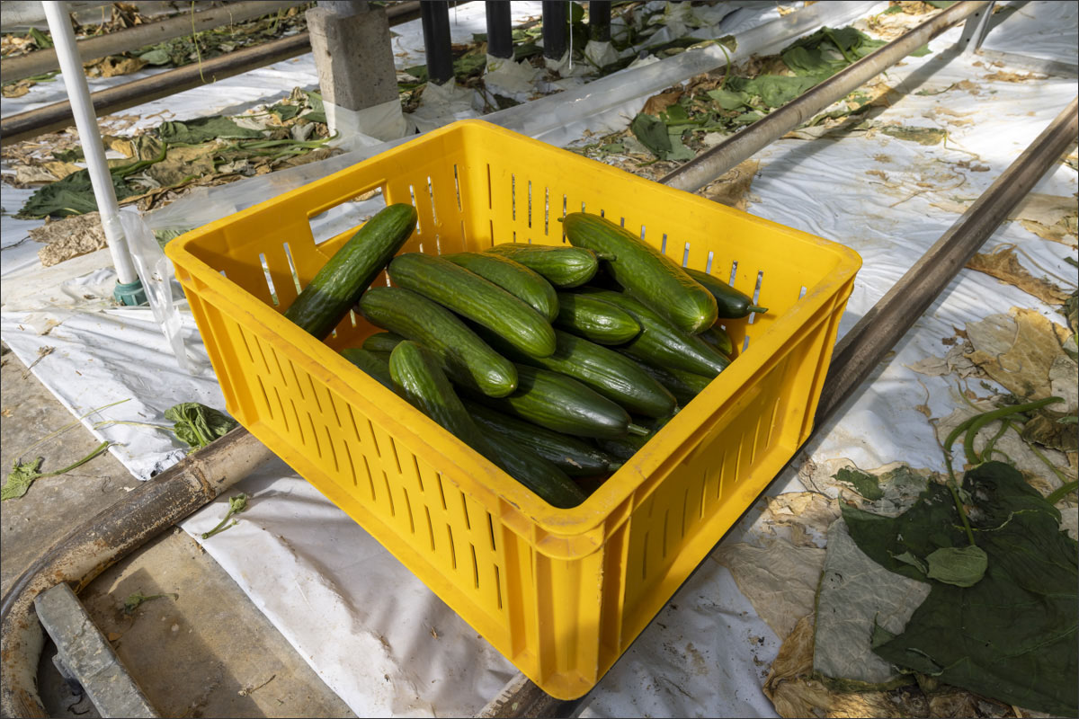 fotografie glastuinbouw