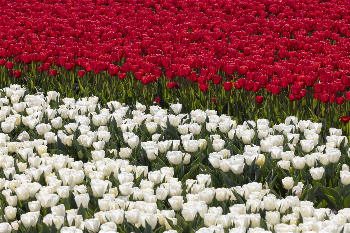 fotografie bloembollenteelt