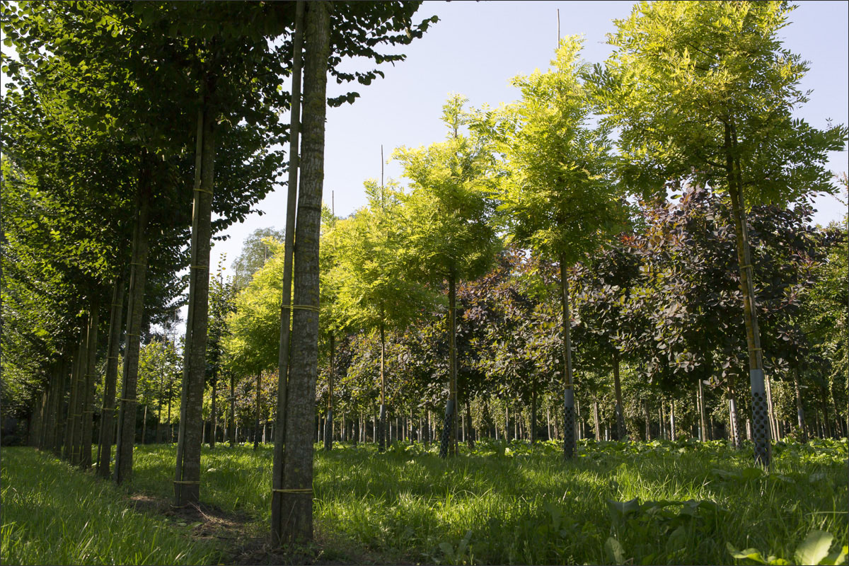 fotografie boomkwekerij