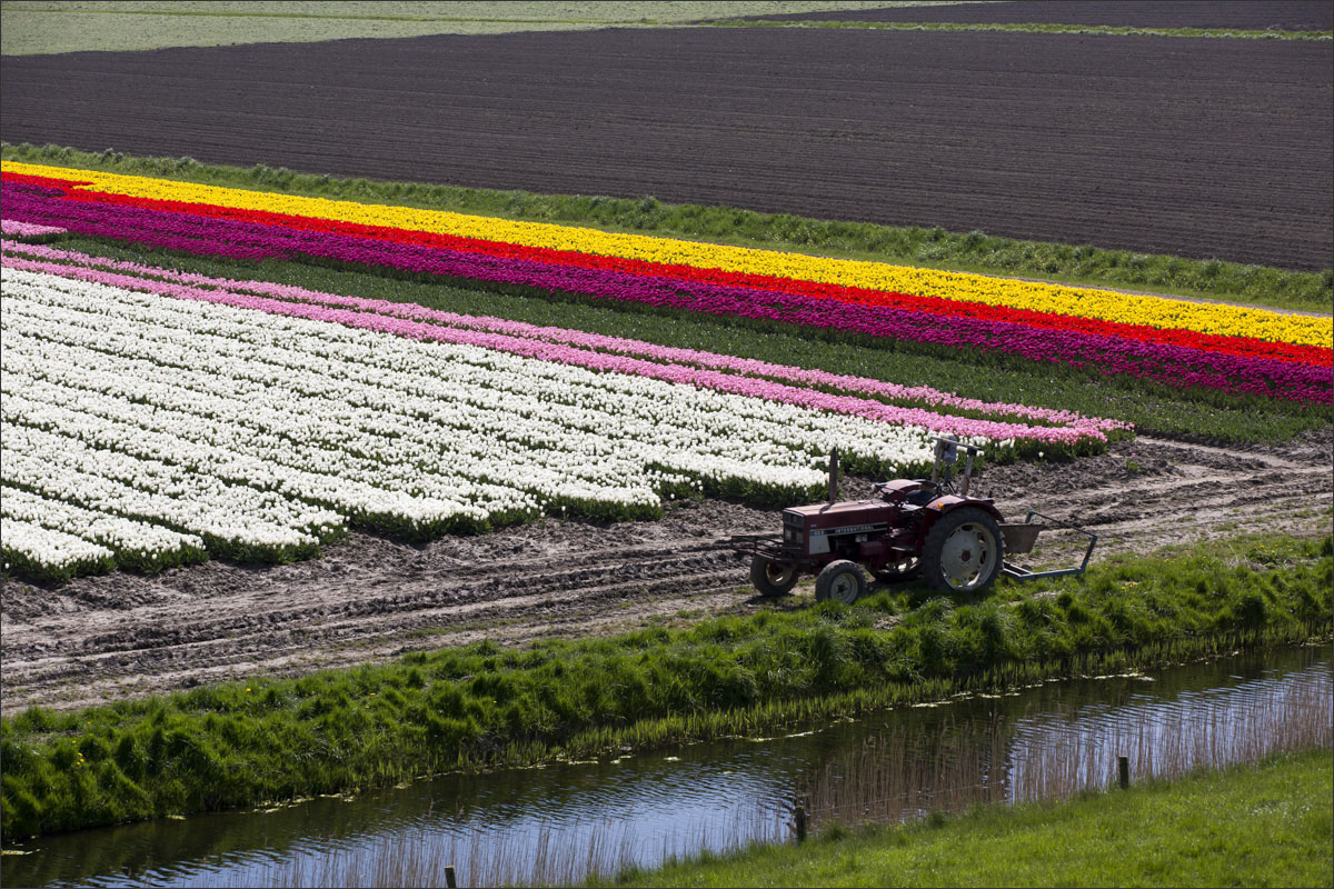 fotografie bloembollenteelt