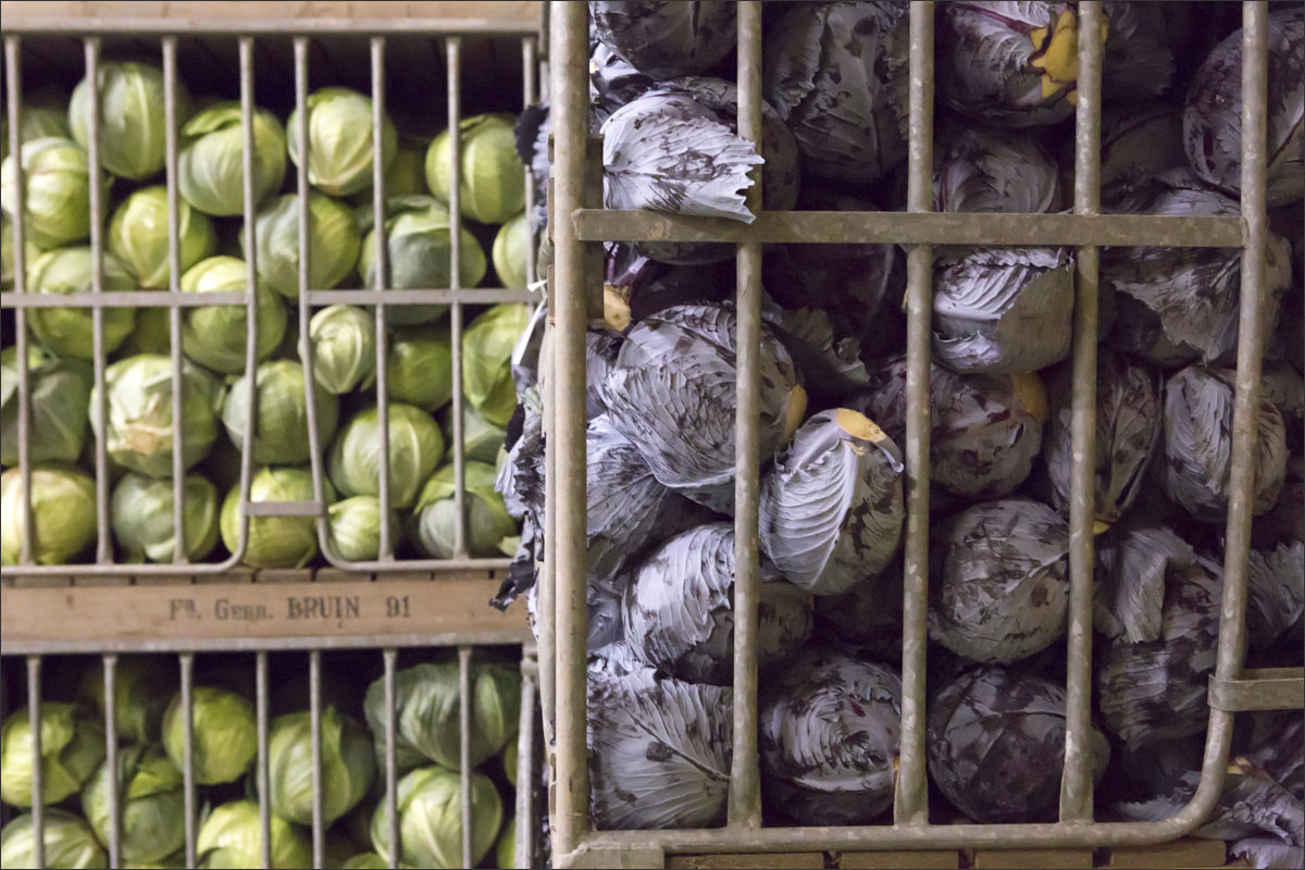 fotografie vollegrondgroenteteelt