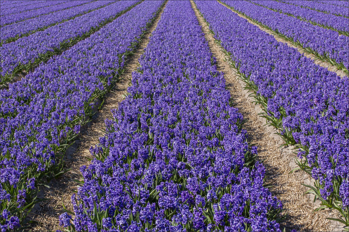 fotografie bloembollenteelt