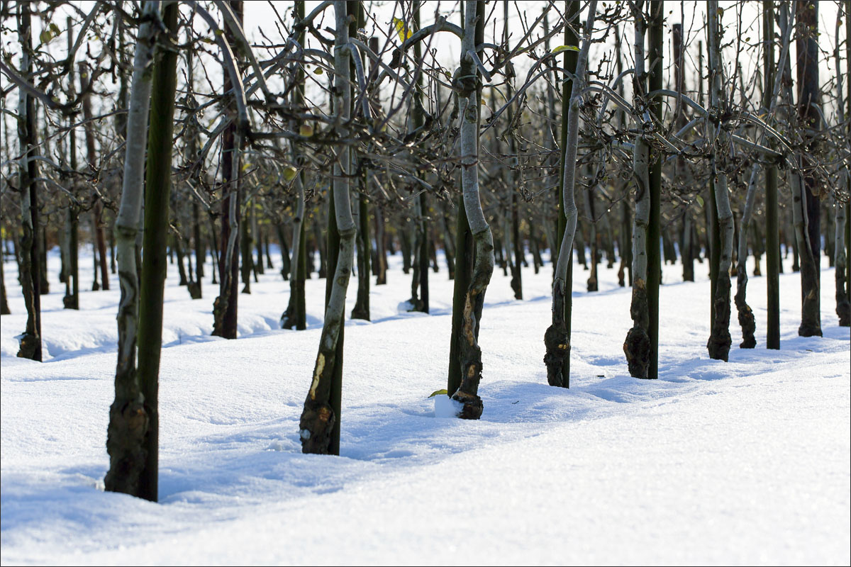 fotografie boomkwekerij